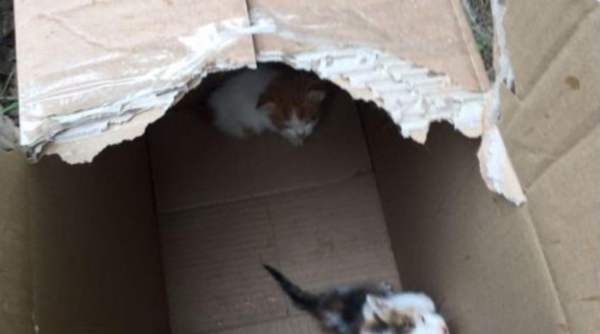 Ormanlık Alanda &Ouml;l&uuml;me Terk Edilen 60 Yavru Kediyi Ey&uuml;p Belediyesi Ekipleri Kurtardı