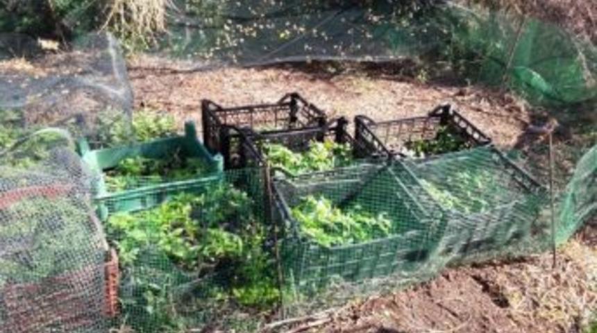 İzmir&rsquo;de 2 Bin 282 Adet Adet Hint Keneviri Yakalandı