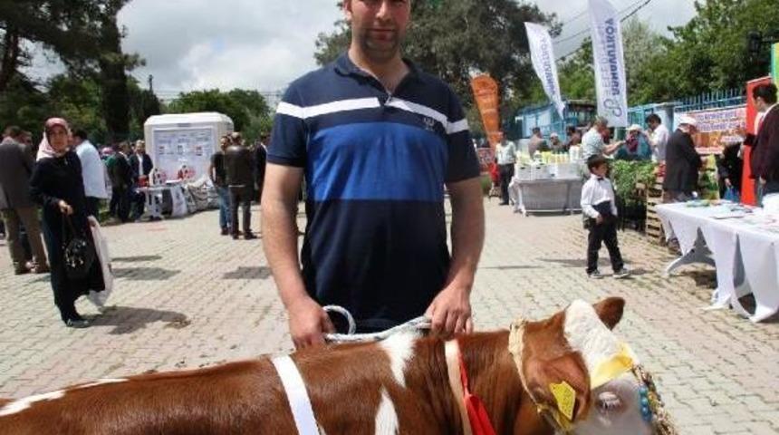 "en G&uuml;zel Buzağılar Yarışı"nın Kazananı &lsquo;Ayşe&rsquo; Oldu