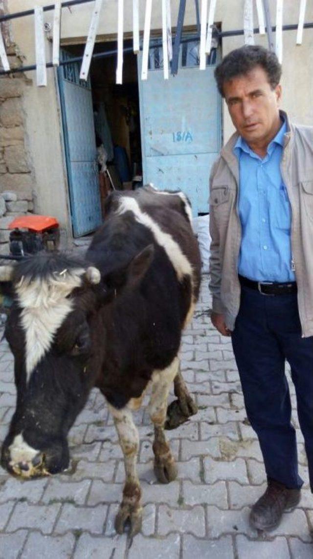 Hayvan Hırsızları, Muhtar Ve Mahalleli Tarafından Yakalandı