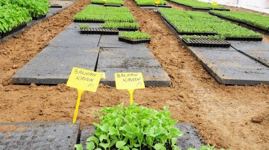 B&uuml;y&uuml;kşehirden Sebze &Uuml;reticilerine B&uuml;y&uuml;k Destek