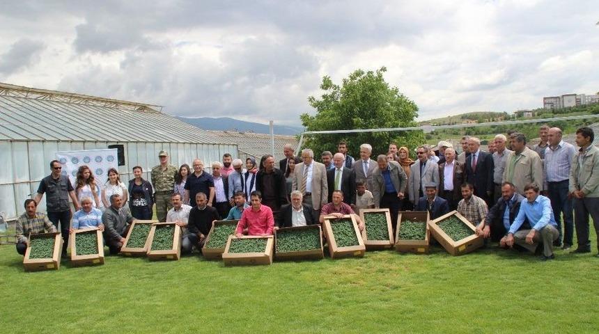 Tokat&rsquo;ta 1.5 Milyon Sebze Fidesi Dağıtılacak