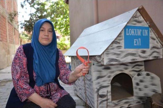 K&ouml;pek Hırsızlığı G&uuml;venlik Kamerasında 2