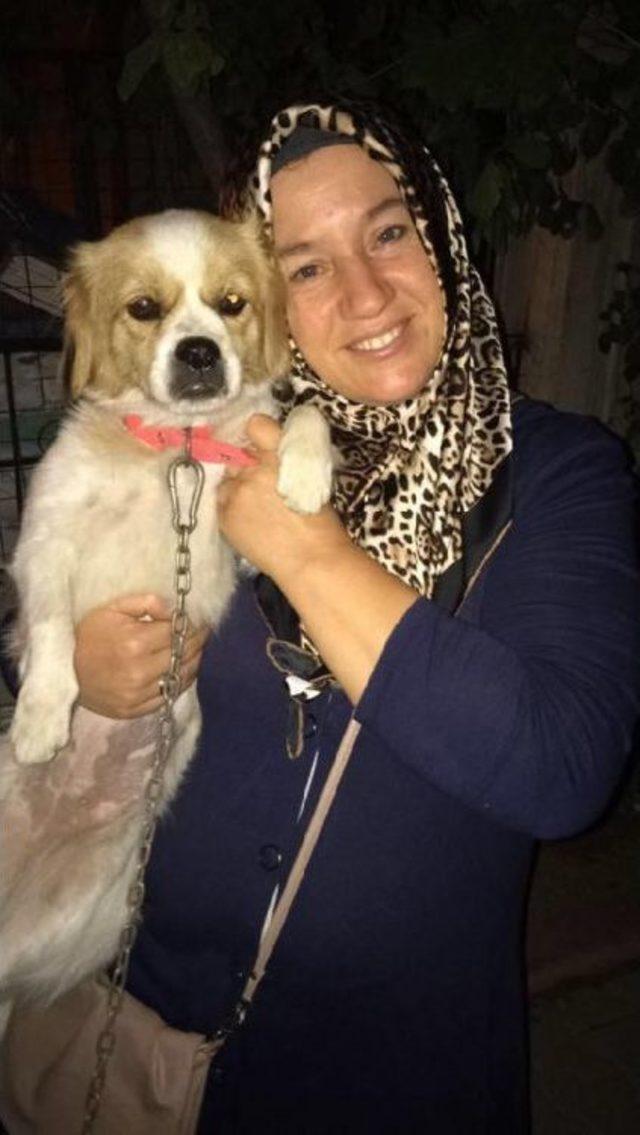 K&ouml;pek Hırsızlığı G&uuml;venlik Kamerasında 3