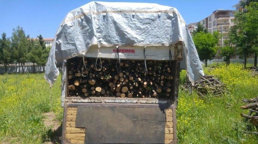 Ka&ccedil;ak Meşe Ağacı Kesen İki Kişiye Para Cezası Uygulandı