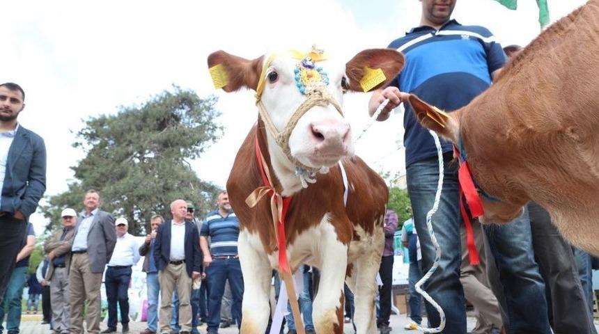 Arnavutk&ouml;y&rsquo;de &ldquo;&ccedil;ift&ccedil;iler Bayramı&rdquo; Kutlandı
