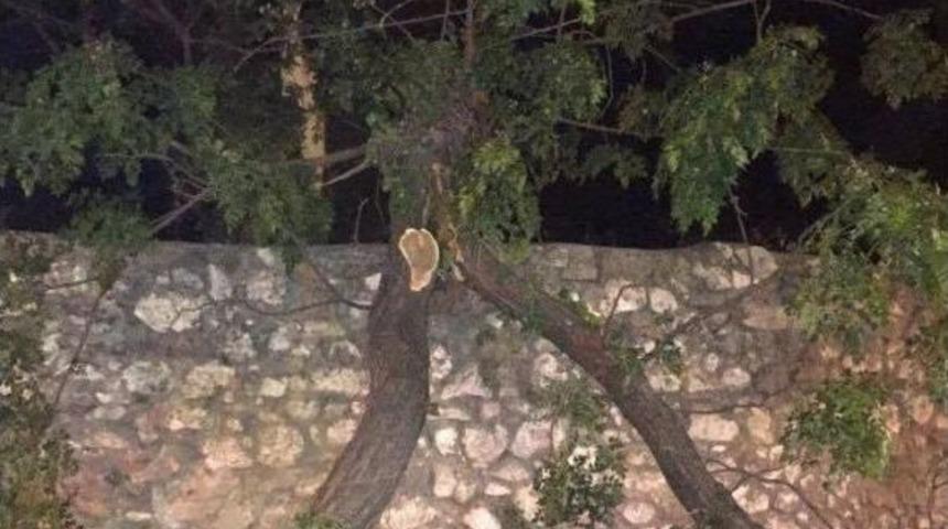 İzmir&rsquo;de Otomobilin &Uuml;zerine Ağa&ccedil; Devrildi