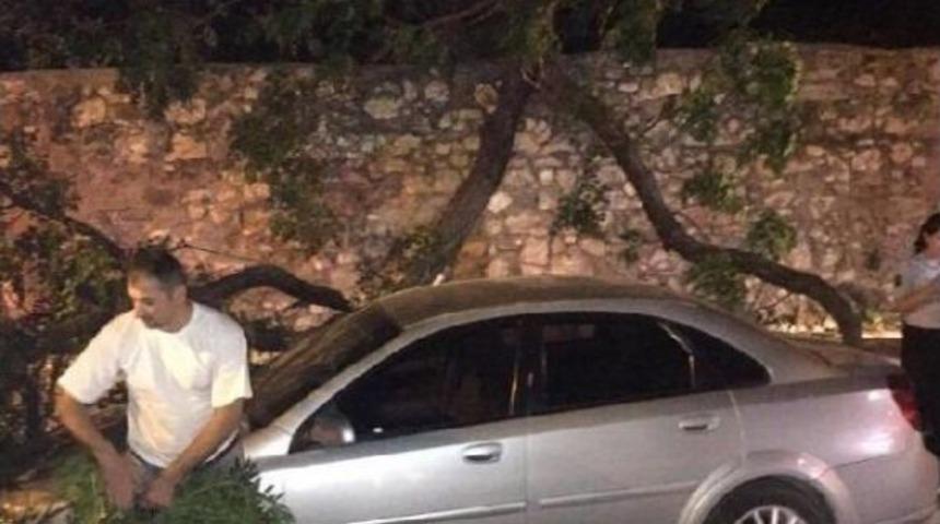 Ağa&ccedil; Seyir Halindeki Otomobilin &Uuml;zerine Devrildi&nbsp;