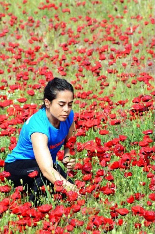 Tablo Gibi Gelincik Tarlası