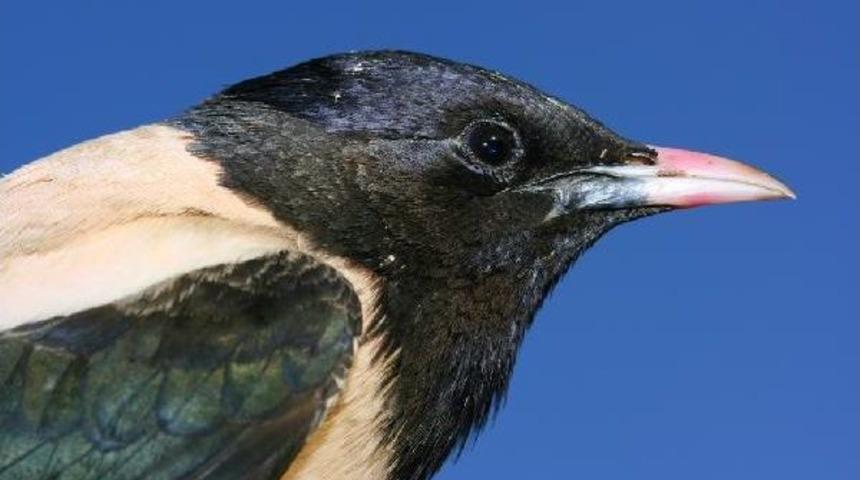 Bir G&uuml;nde 110 Kuş T&uuml;r&uuml;n&uuml;n G&ouml;r&uuml;ld&uuml;ğ&uuml; Kars T&uuml;rkiye Birincisi