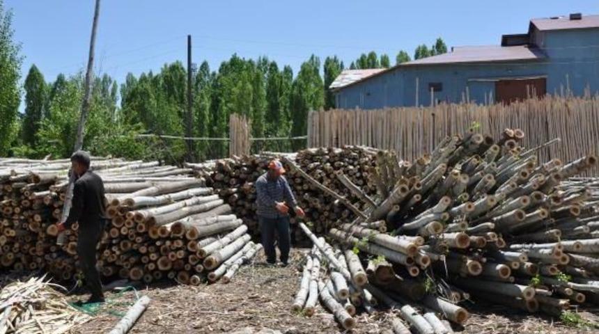 Bu K&ouml;y&uuml;n Ge&ccedil;imi Kavak Ağacından