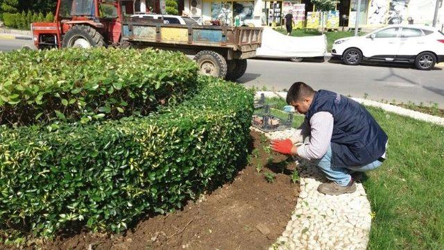 Yaz Çiçekleri Toprakla Buluştu