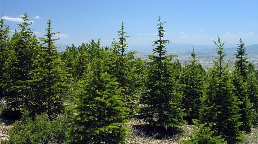 Aydın&rsquo;da 3 Milyon Fidan Toprakla Buluşturuldu