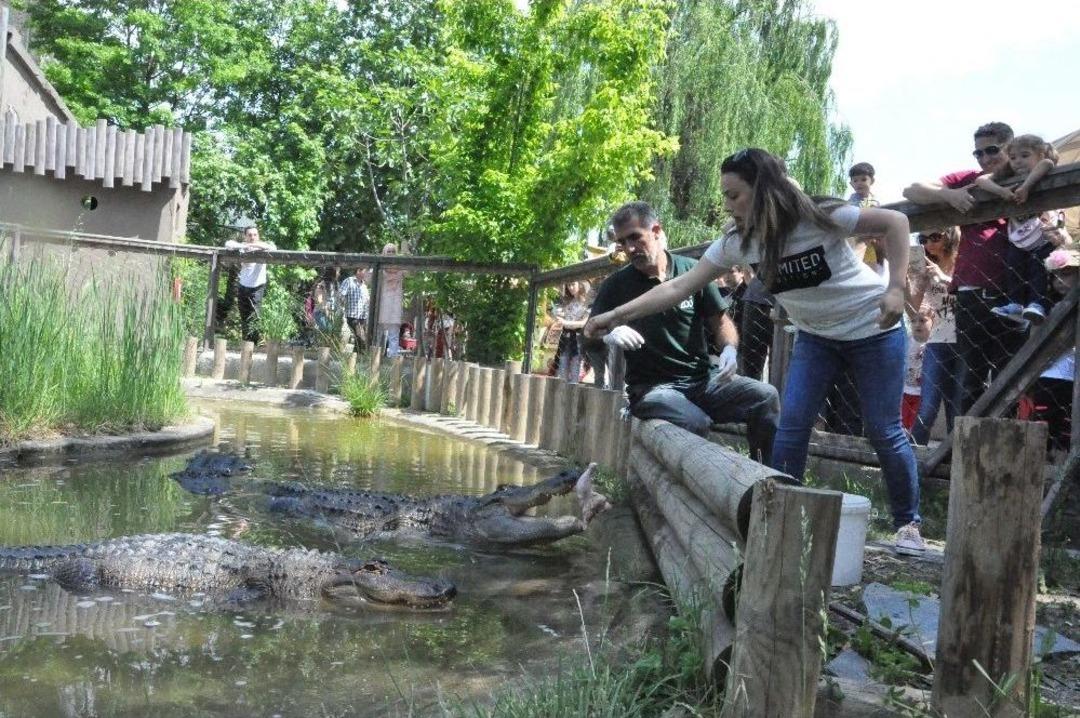 (&ouml;zel Haber) Dev Timsahları Elleri İle Beslediler