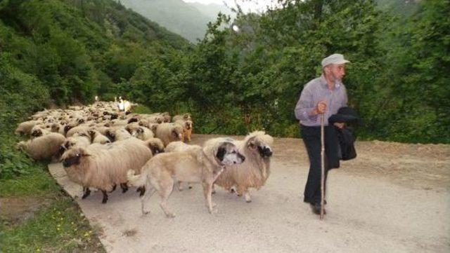Orta Karadeniz&rsquo;De Yaylalara G&ouml;&ccedil; Başladı 2
