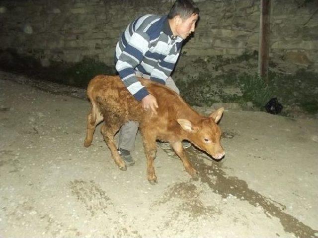 Köyde Ahşap Ev Yandı, Ahırdaki Hayvanları Vatandaşlar Kurtardı