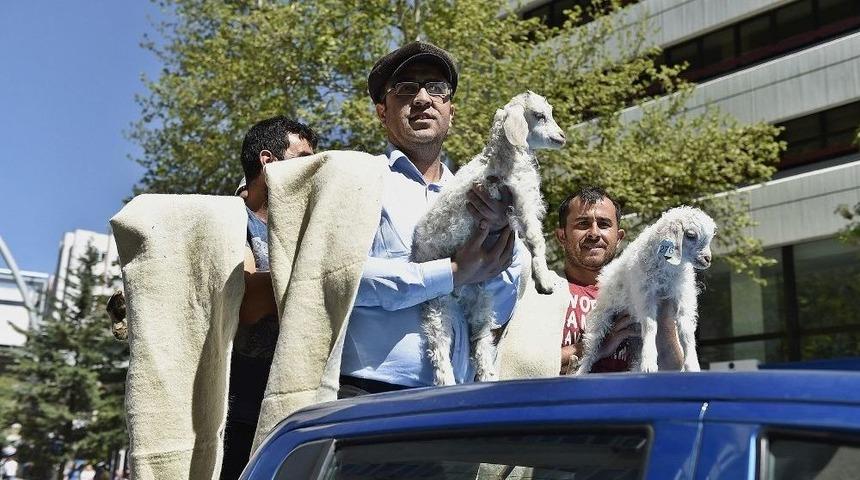 Başkent&rsquo;in Merkezine &Ccedil;iftlik Kuruluyor