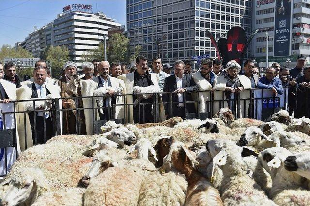 Başkent’in Merkezine Çiftlik Kuruluyor