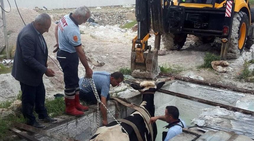 Havuza D&uuml;şen İnek İ&ccedil;in Kurtarma Operasyonu