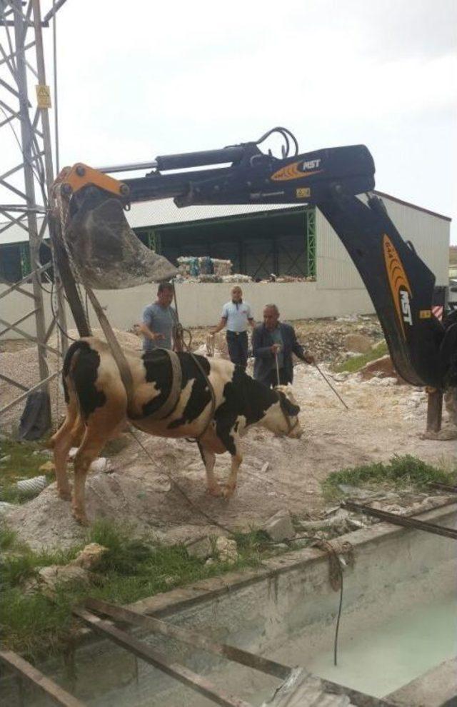 Havuza Düşen İnek İçin Kurtarma Operasyonu