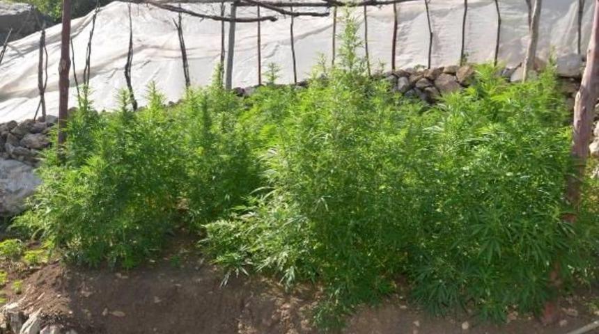 Serik'te 53 Kilo Esrar Ele Ge&ccedil;irildi