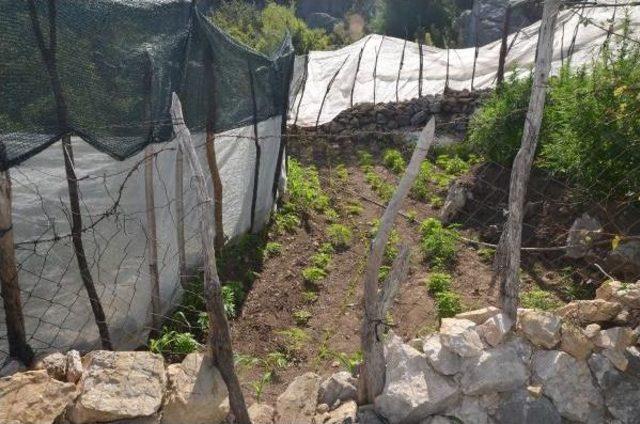 Serik te 53 Kilo Esrar Ele Geçirildi 1