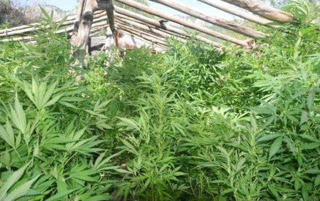 Serik te 53 Kilo Esrar Ele Geçirildi 2