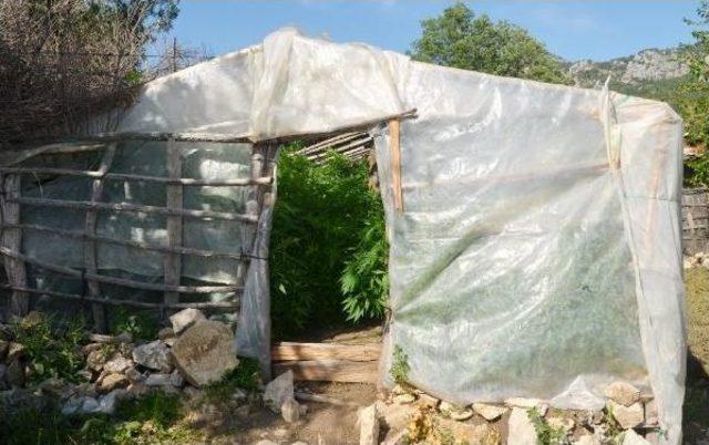 Serik te 53 Kilo Esrar Ele Geçirildi 3