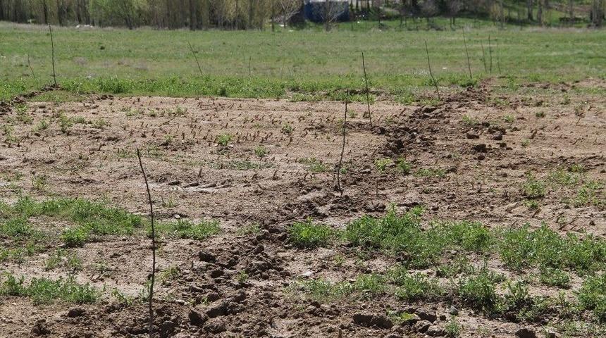 Belediyenin Diktiği Fidanlar &Ccedil;alındı
