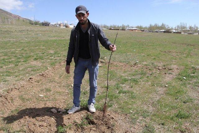 Belediyenin Diktiği Fidanlar Çalındı