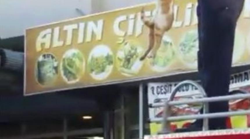 Mahsur Kalan Kediyi İtfaiye Ekipleri Kurtardı