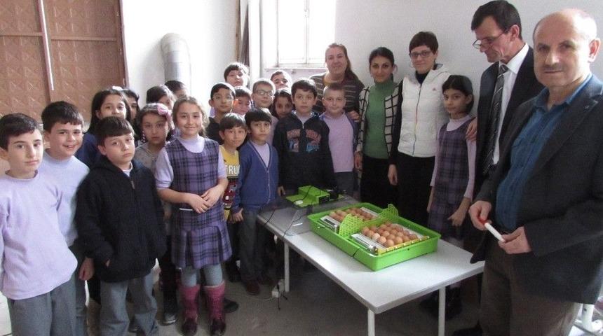 Minikler Yumurtadan Civciv &Ccedil;ıkardı