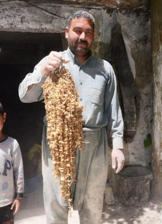 (özel Haber) Öğütülen Orkide Kökleri Türkiye’nin Tek Su Değirmeninde Salebe Dönüştürülüyor