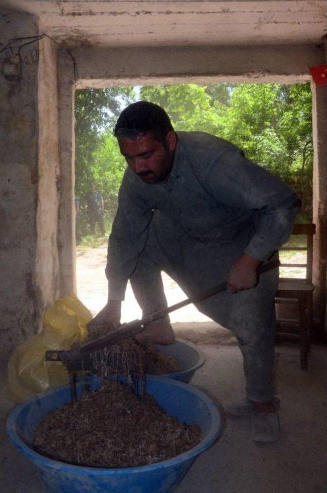 (özel Haber) Öğütülen Orkide Kökleri Türkiye’nin Tek Su Değirmeninde Salebe Dönüştürülüyor