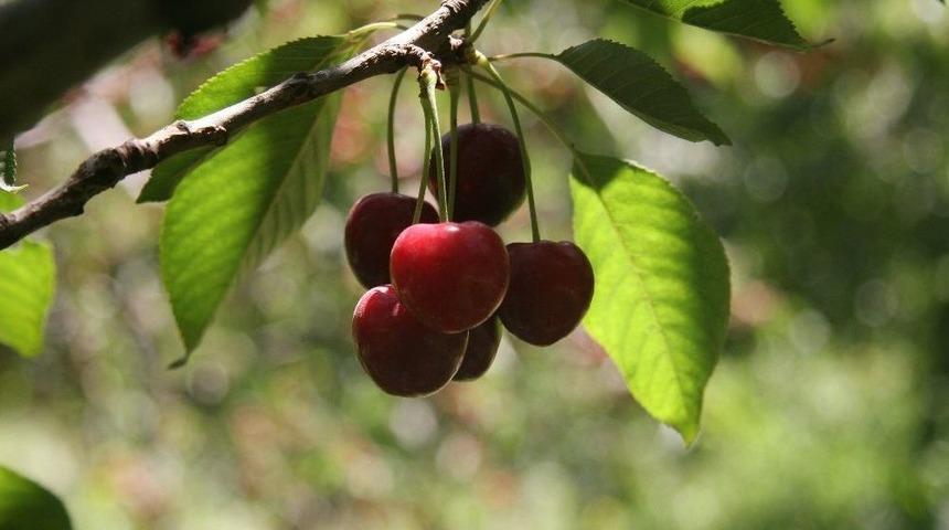 Sultandağı Kirazı Uzak Doğu Halklarının Ağzını Tatlandıracak