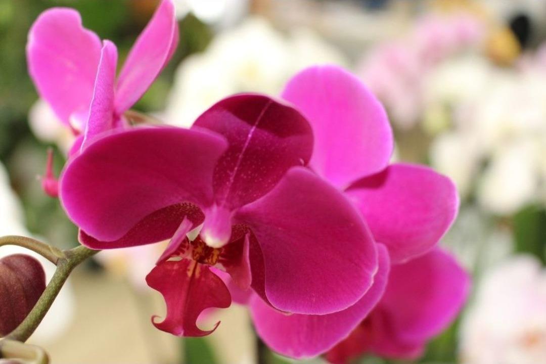 Anneler G&uuml;n&uuml;nde İnternet &Uuml;zerinden Yapılan &Ccedil;i&ccedil;ek Satışları Patladı