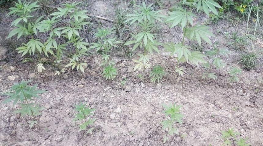 Ormanlık Alanda Uyuşturucu Operasyonu