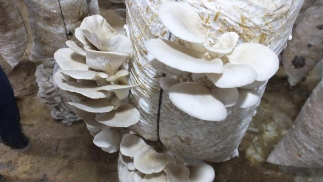 İvrindi&rsquo;de İş-kur Destek Oldu Mantar &Uuml;retimi Başladı