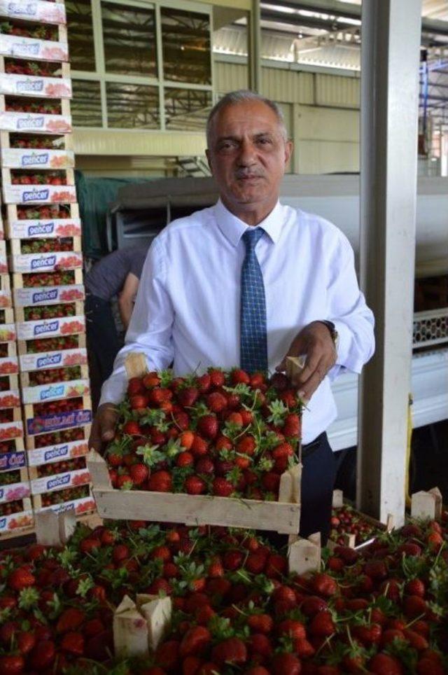 Sultanhisar’da Çilek Festivali Hazırlıkları Tamamlandı