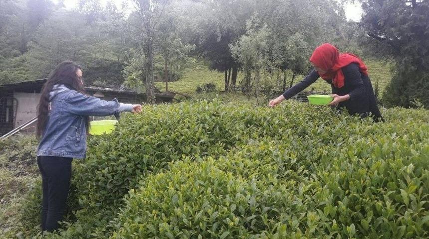 Rize&rsquo;de Beyaz &Ccedil;ay Hasadı Başladı