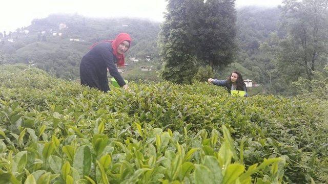 Rize’de Beyaz Çay Hasadı Başladı