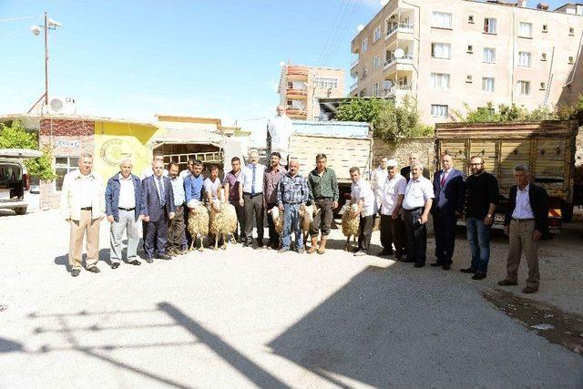 İhtiya&ccedil; Sahipleri Hayvancılıkla Kalkınacak 2