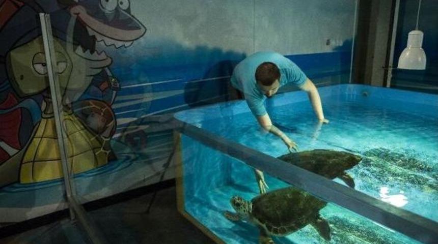 Kaplumbağa Dilek Sağlığına Kavuştu, Denize Salınacağı G&uuml;n&uuml; Bekliyor