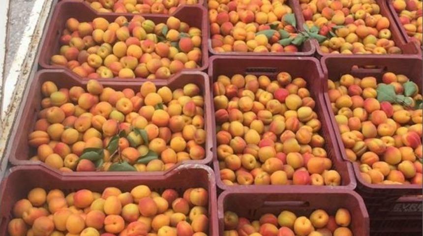 Mut&rsquo;ta Turfanda Kayısı İhracatı Başladı