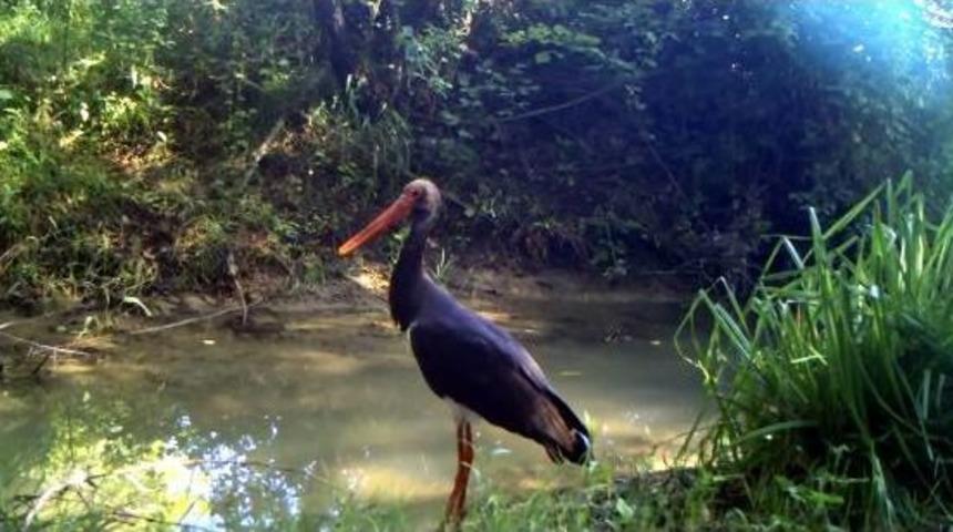 Afrika'dan G&ouml;&ccedil; Eden Kara Leylekler Isparta'da Kulu&ccedil;kaya Yattı