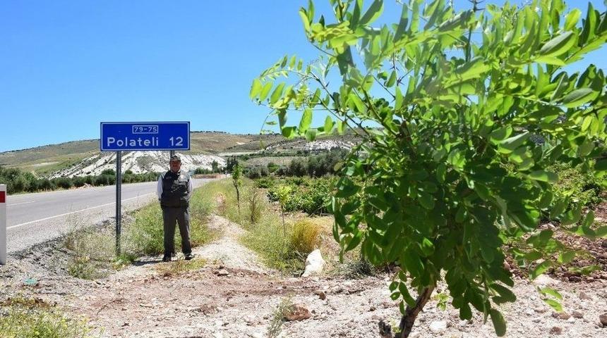 Karayollarına Dikilen Akasyalar İle Çiçek Açmaya Başladı
