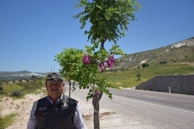 Karayollarına Dikilen Akasyalar İle Çiçek Açmaya Başladı