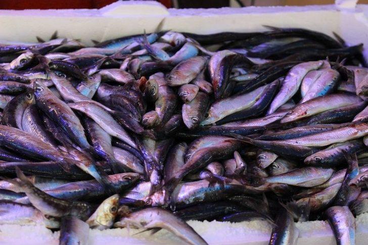 Balık Fiyatları Cep Yakıyor G1