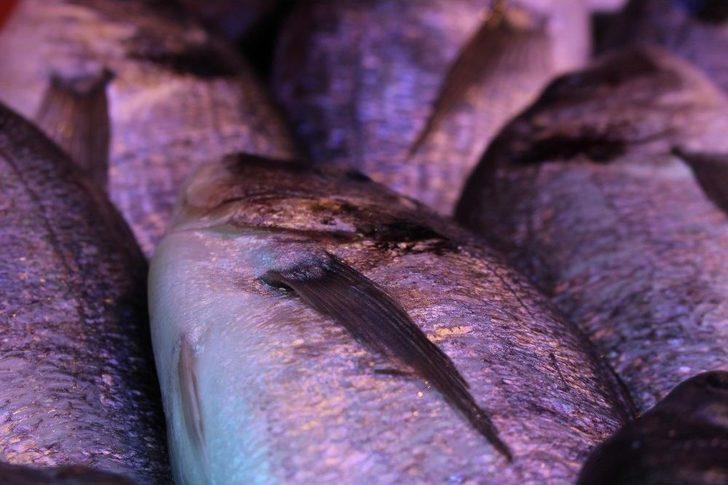 Balık Fiyatları Cep Yakıyor G2