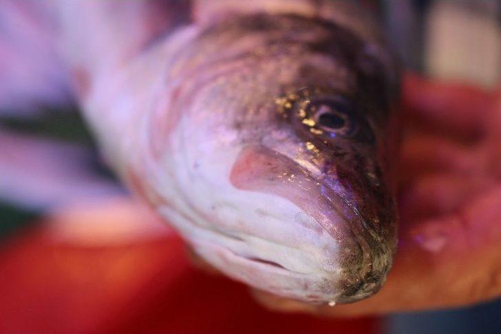 Balık Fiyatları Cep Yakıyor G5